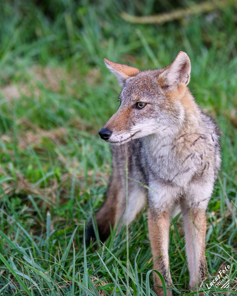 Coyote
