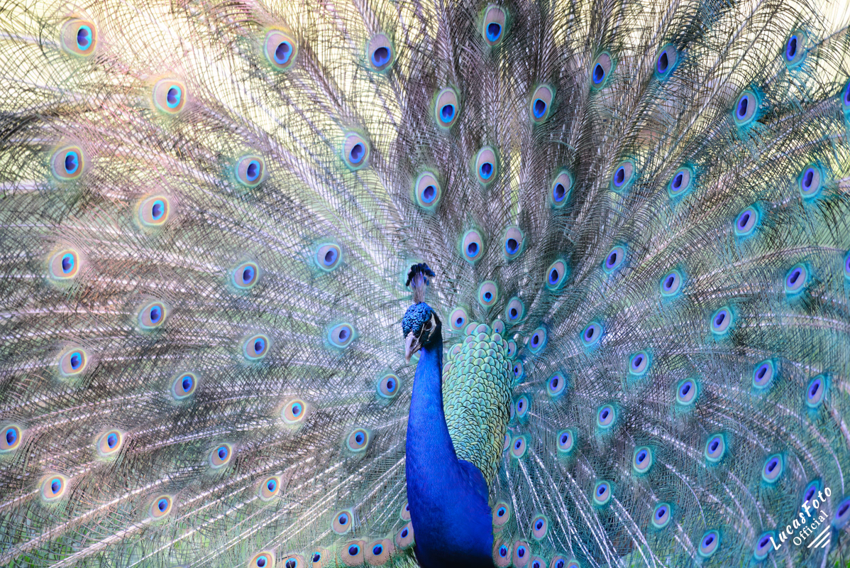Indian Peafowl