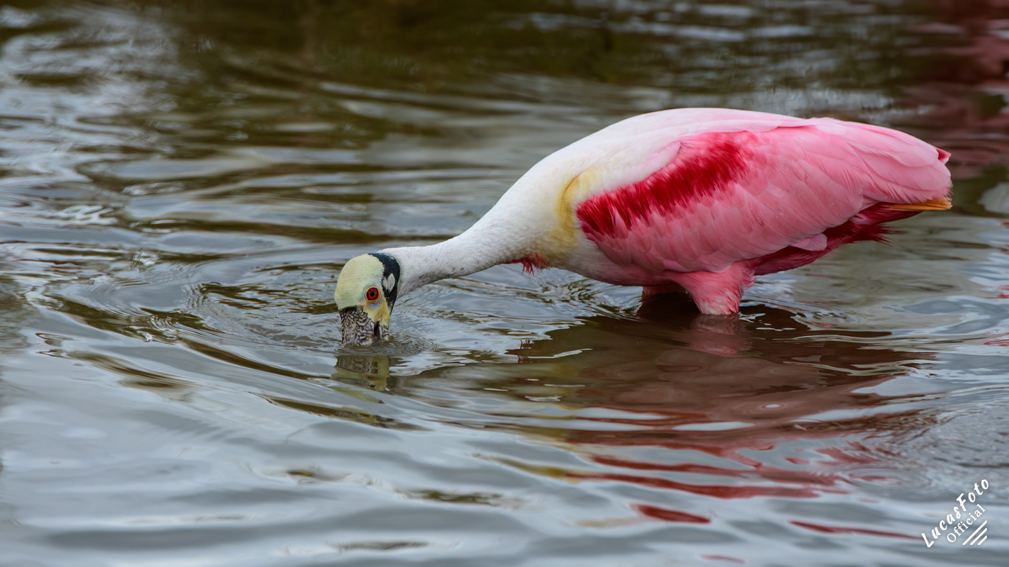 Roseate Spoonbill