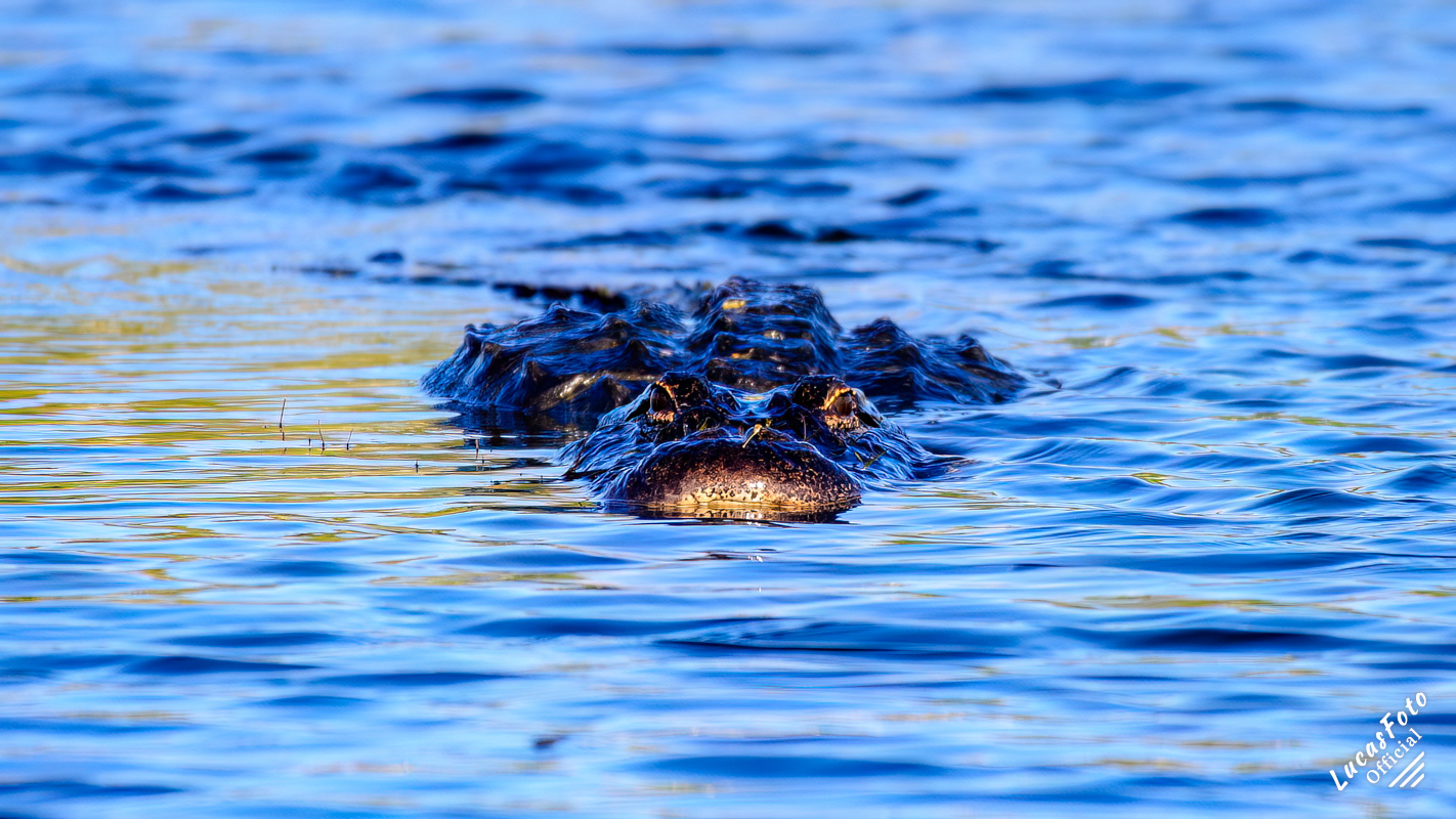 Alligator