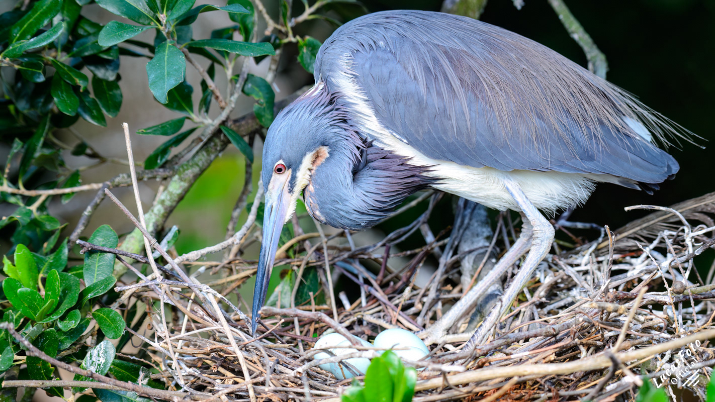 Tricolored Heron