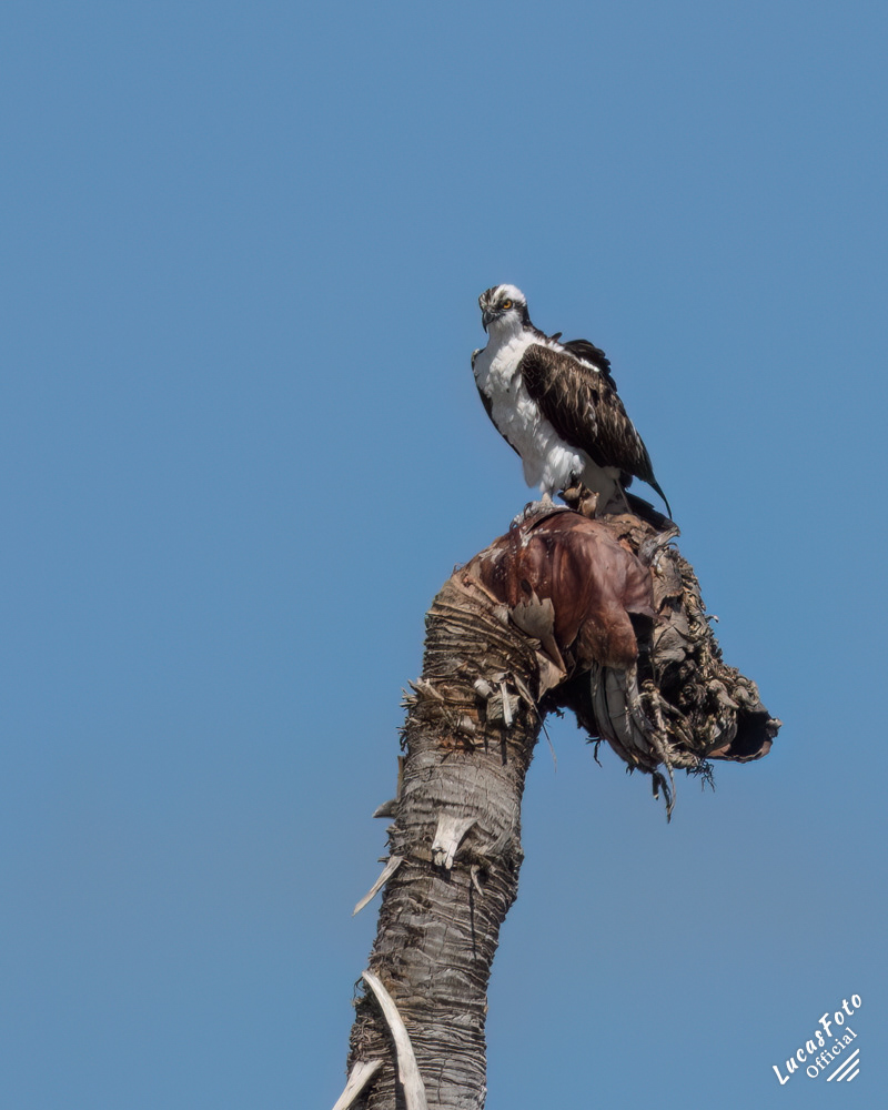Osprey