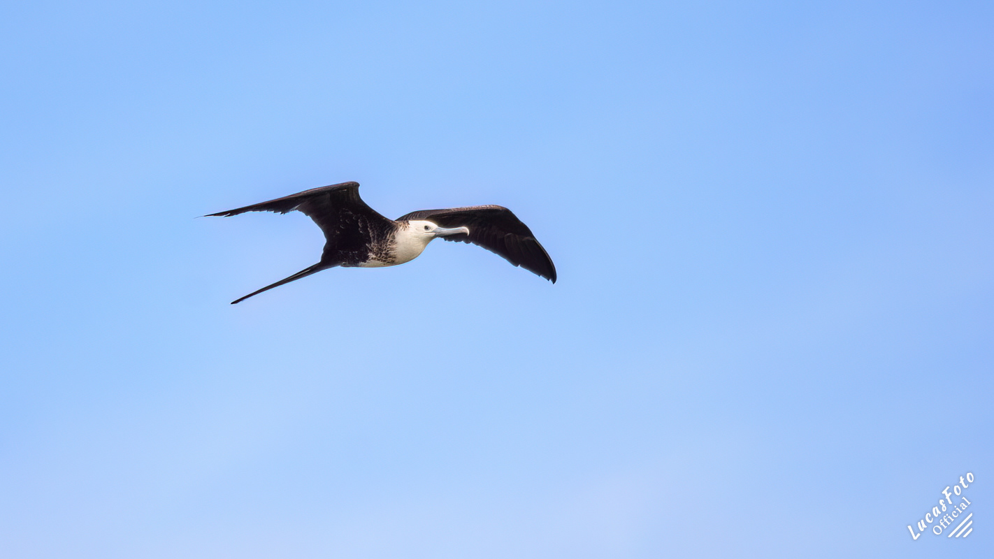 Magnificent Frigatebird