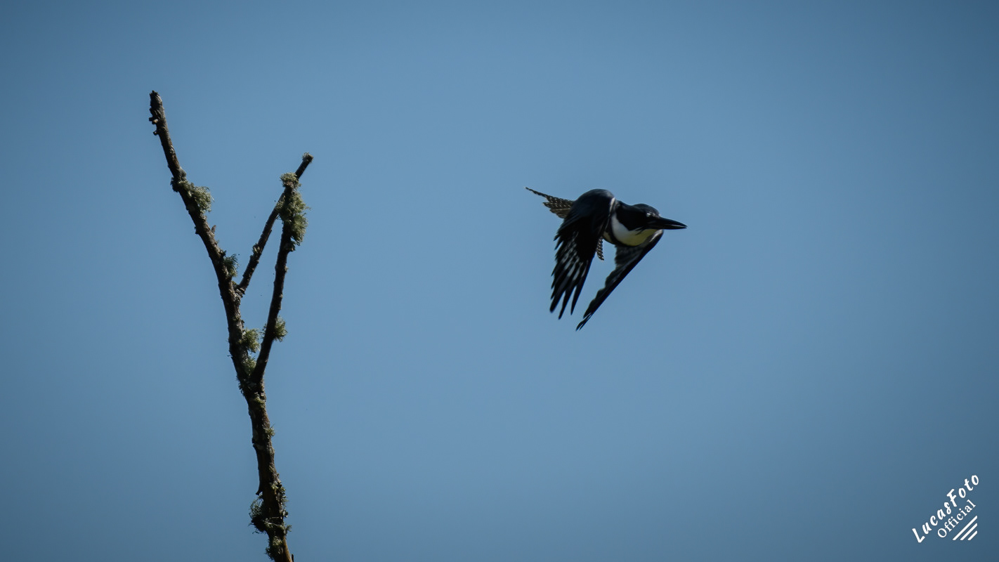 Belted Kingfisher