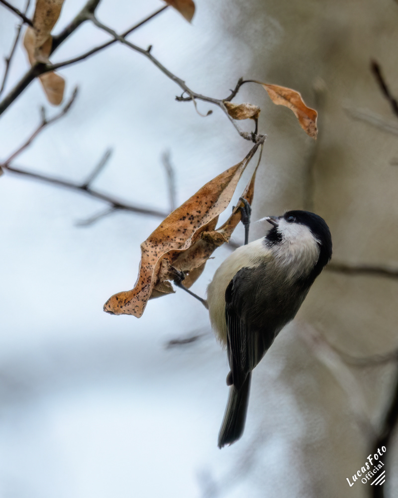 Carolina Chickadee