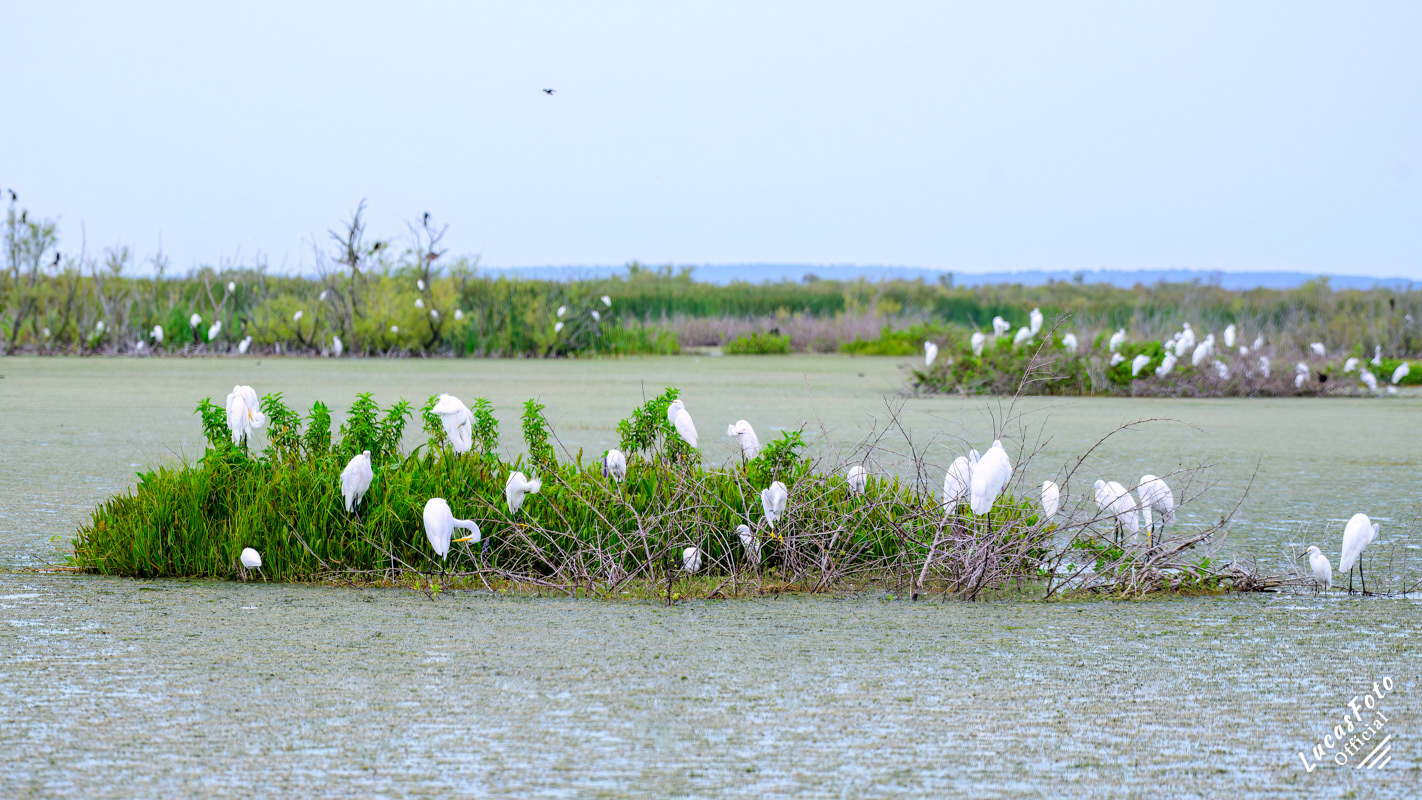 Great Egret / Snowy Egret
