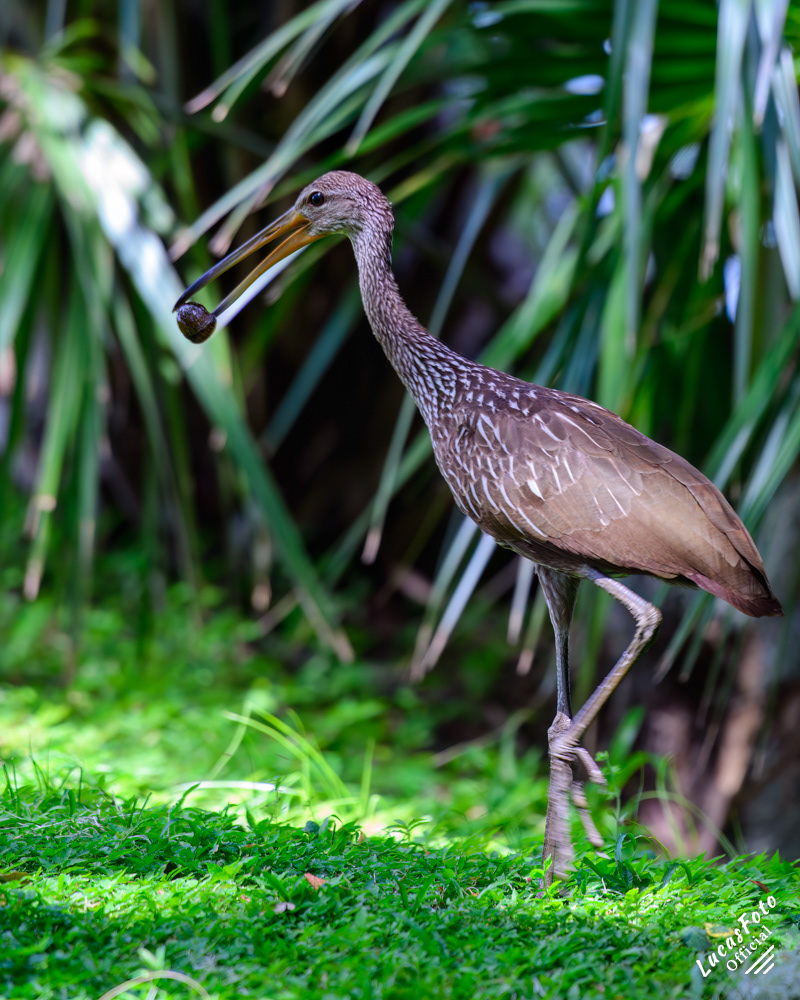 Limpkin