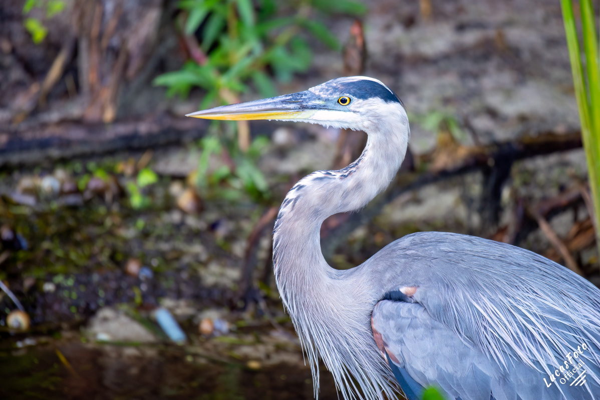 Great Blue Heron