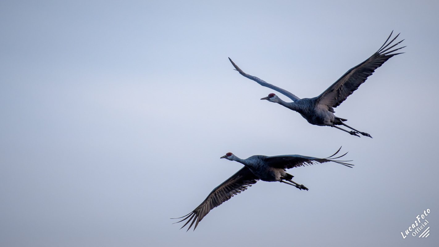 Sandhill Crane