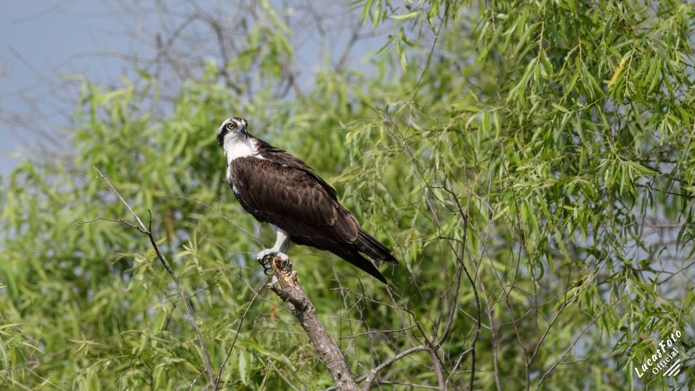 Osprey