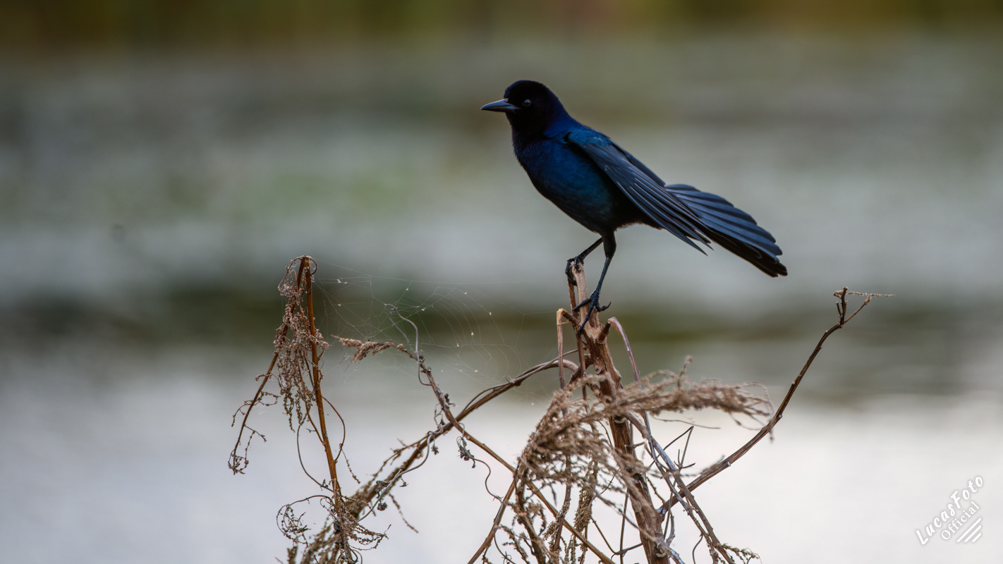 Boat-tailed Grackle