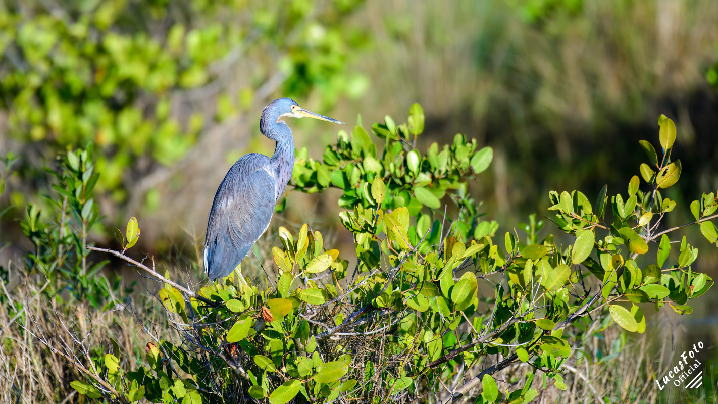 Tricolored Heron