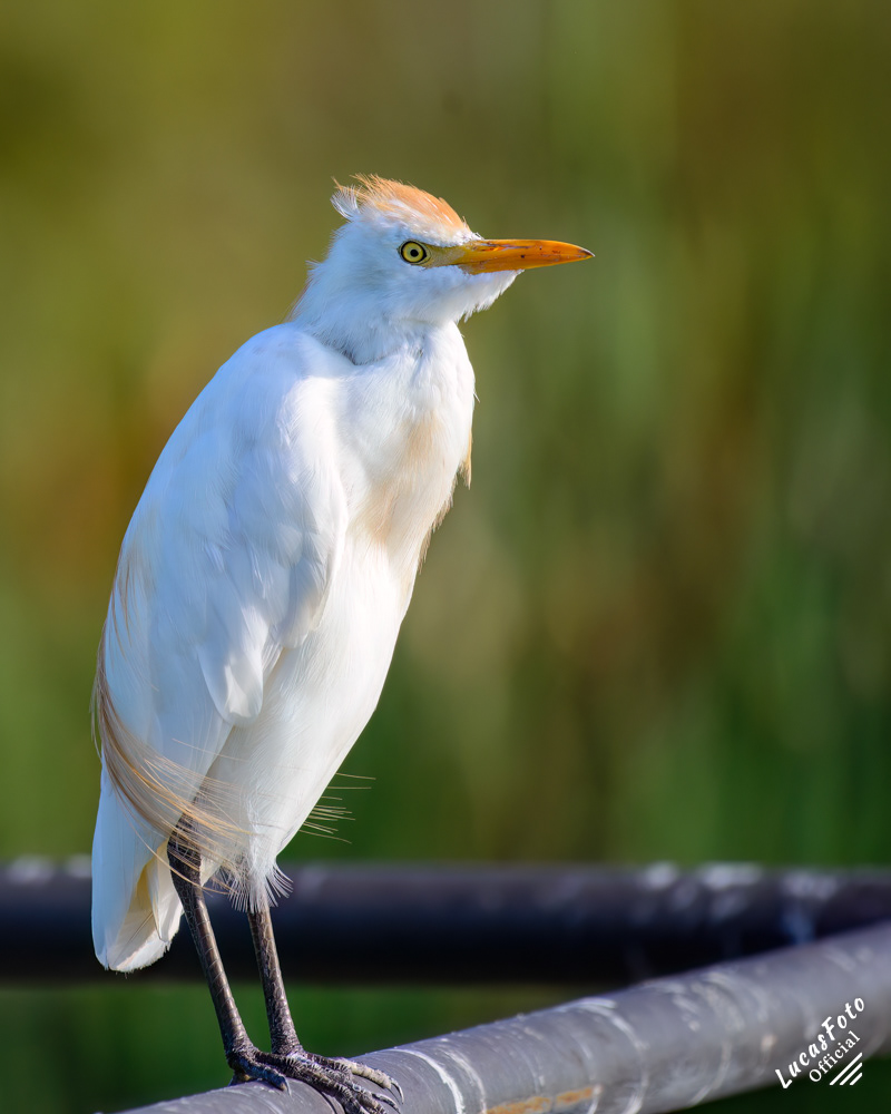 Cattle Egret