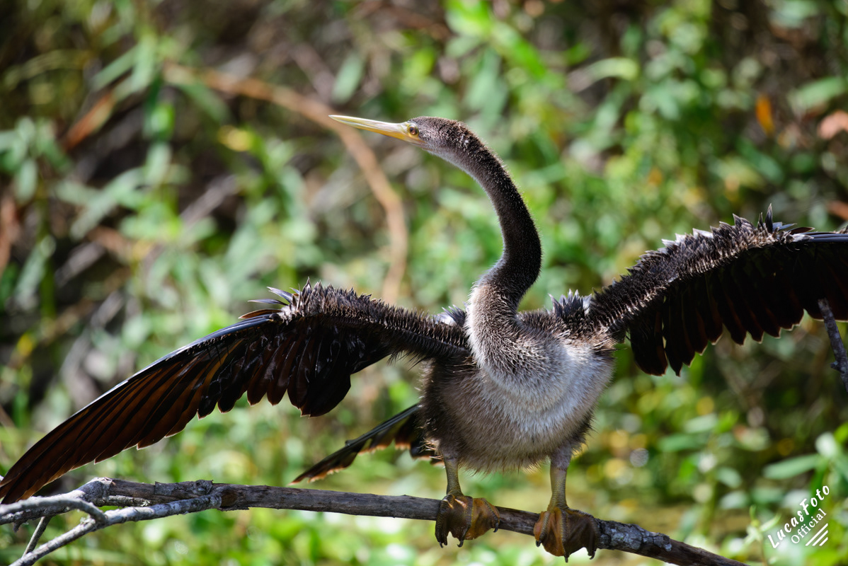 Anhinga