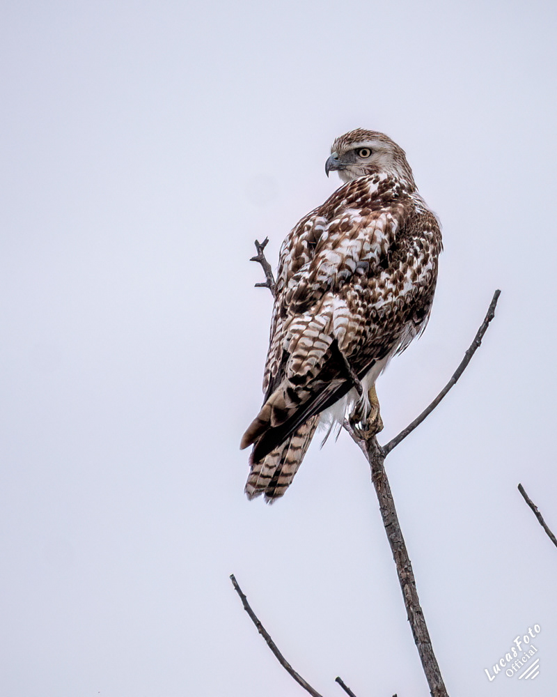 Krider's Red-tailed Hawk