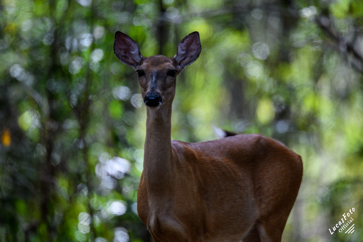 Whitetail