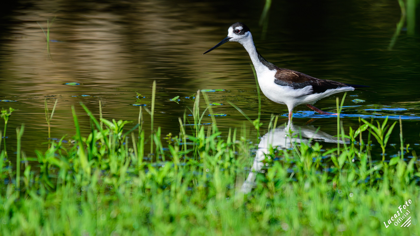 Black-necked Stilt