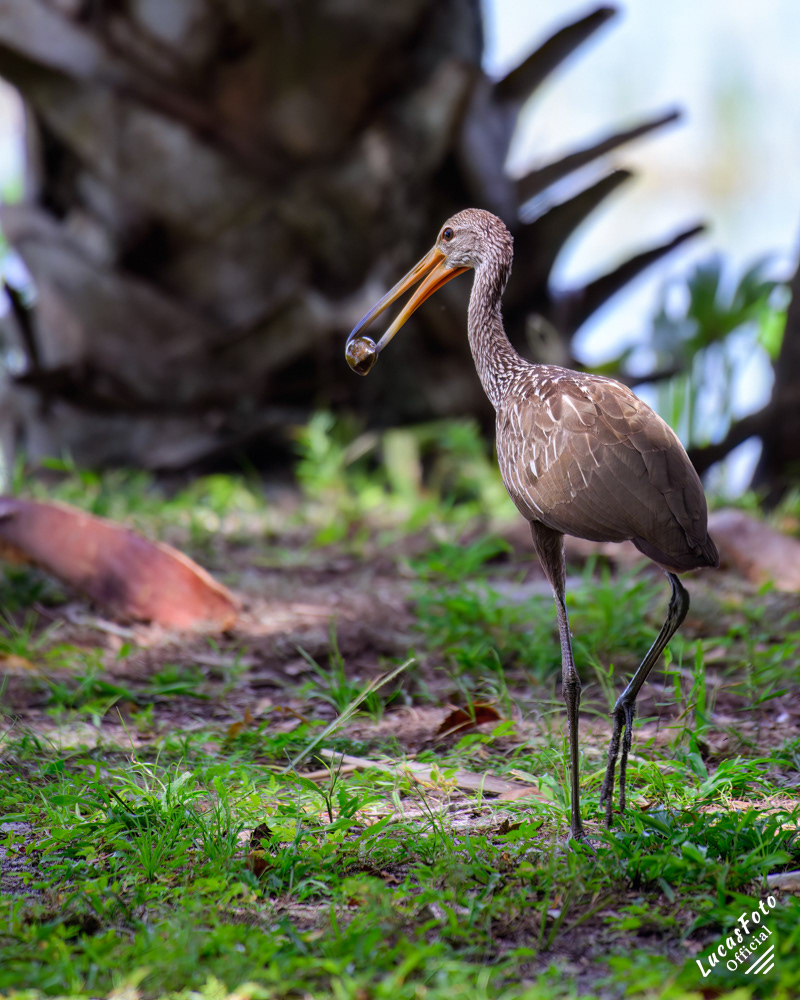 Limpkin
