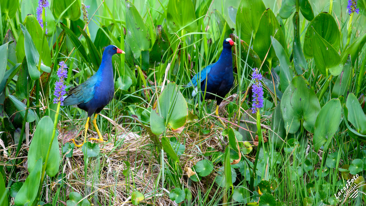 Purple Gallinule