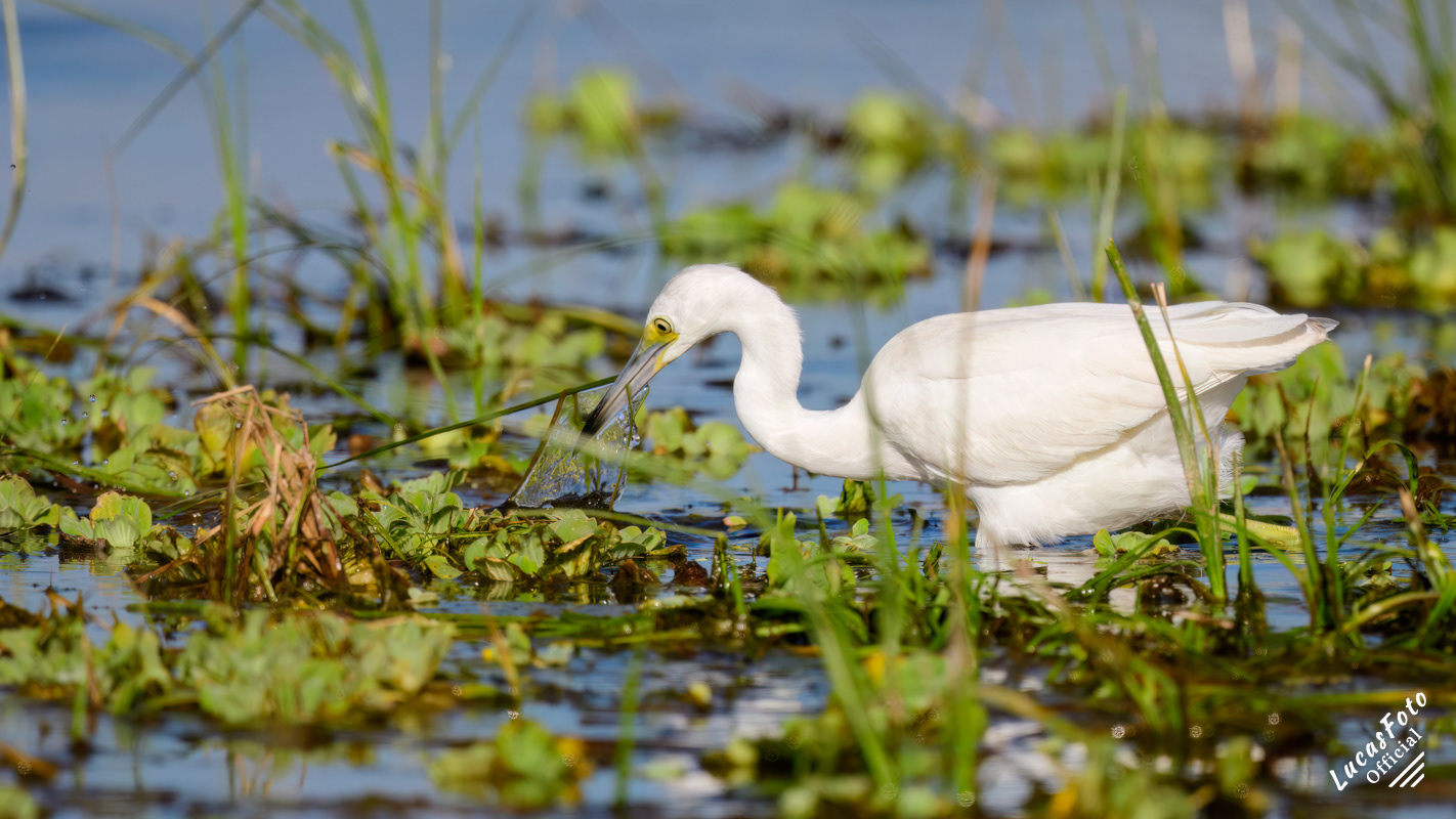 Juvenile Little Blue Heron