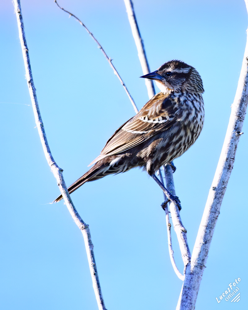 Red-winged Blackbird