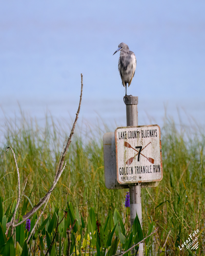 Juvenile Little Blue Heron