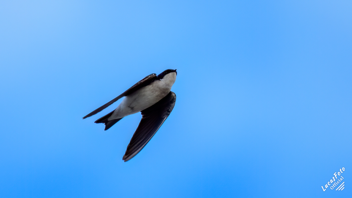 Tree Swallow