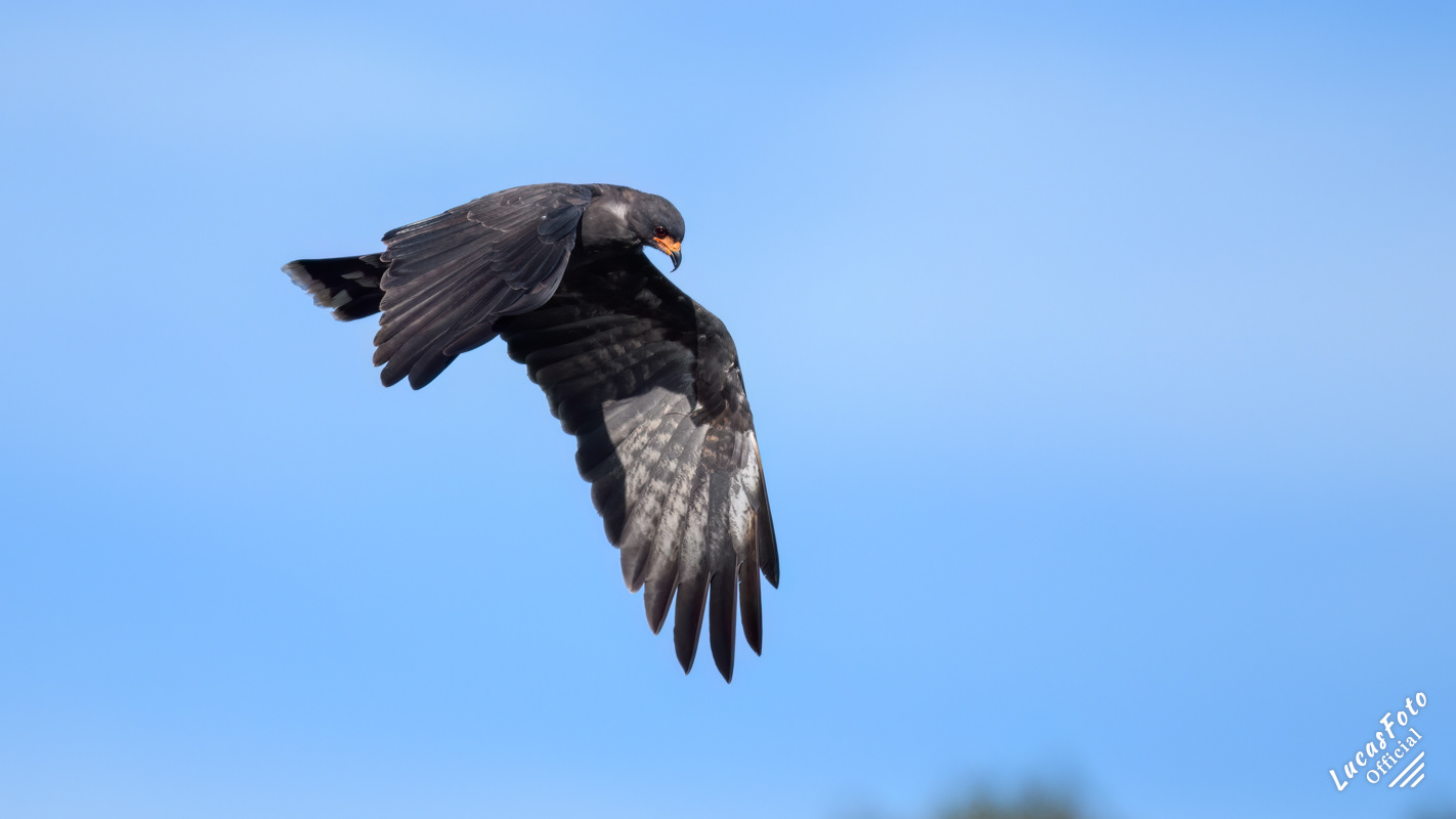 Snail Kite