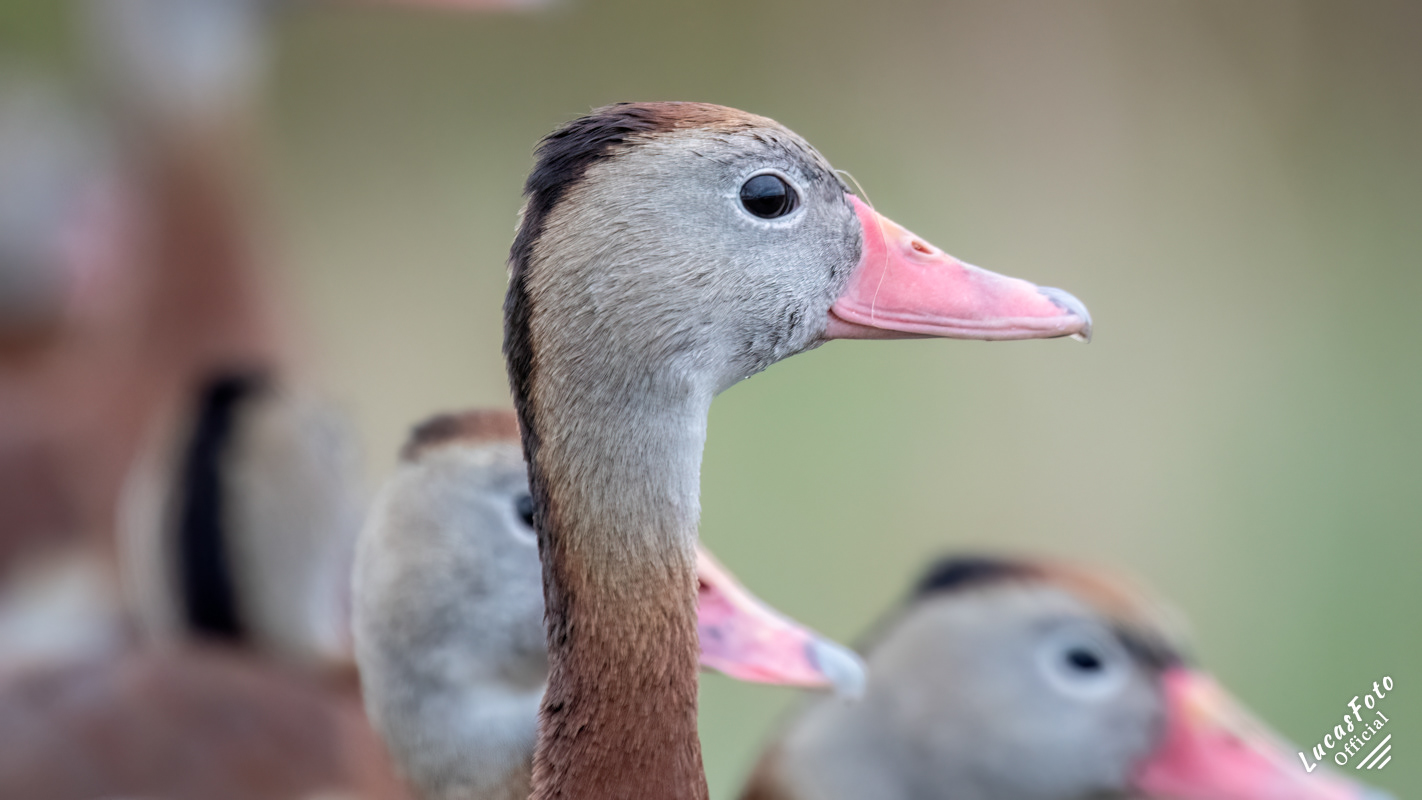 Black-bellied Whistling-Duck