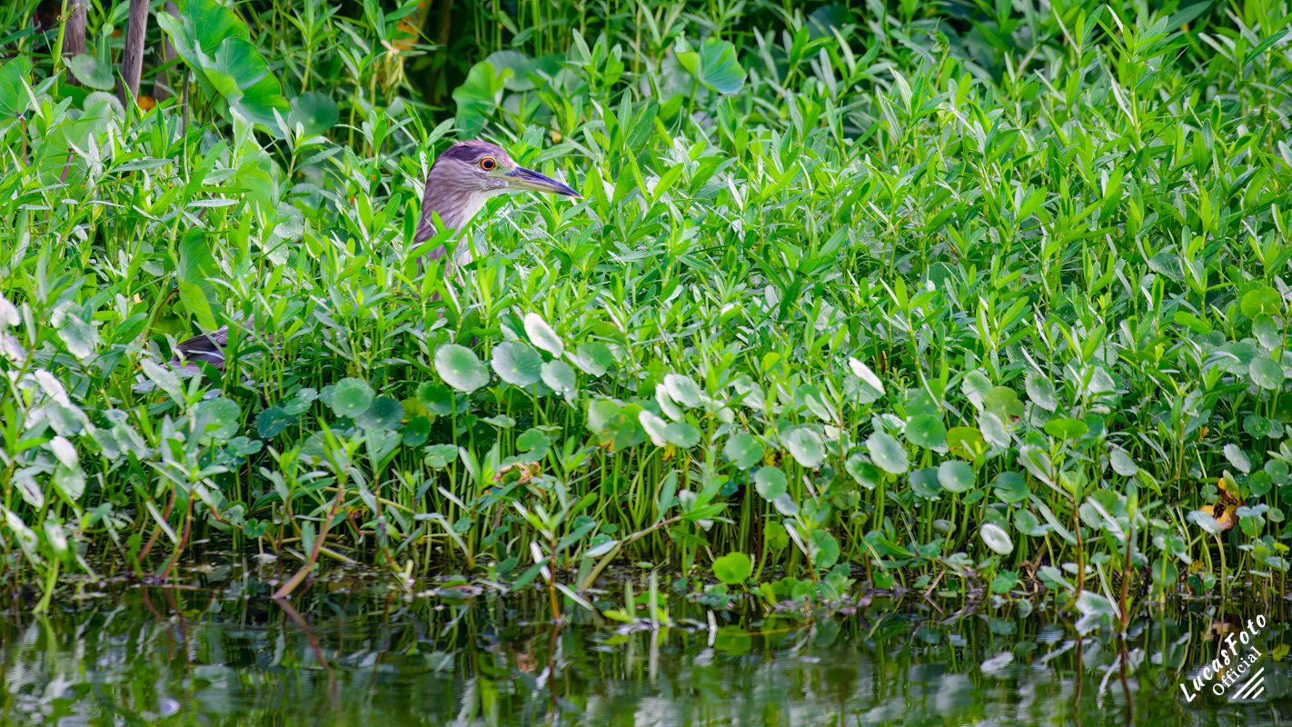 Black-crowned Night Heron