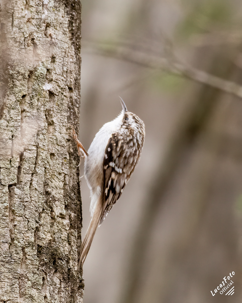 Brown Creeper