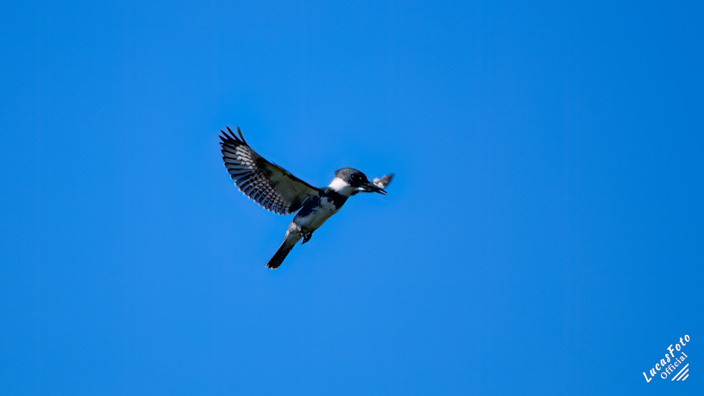Belted Kingfisher