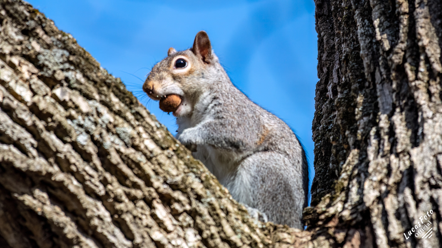 Gray Squirrel