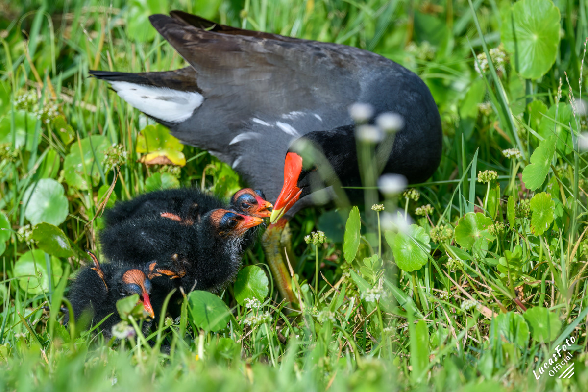 Common Gallinule
