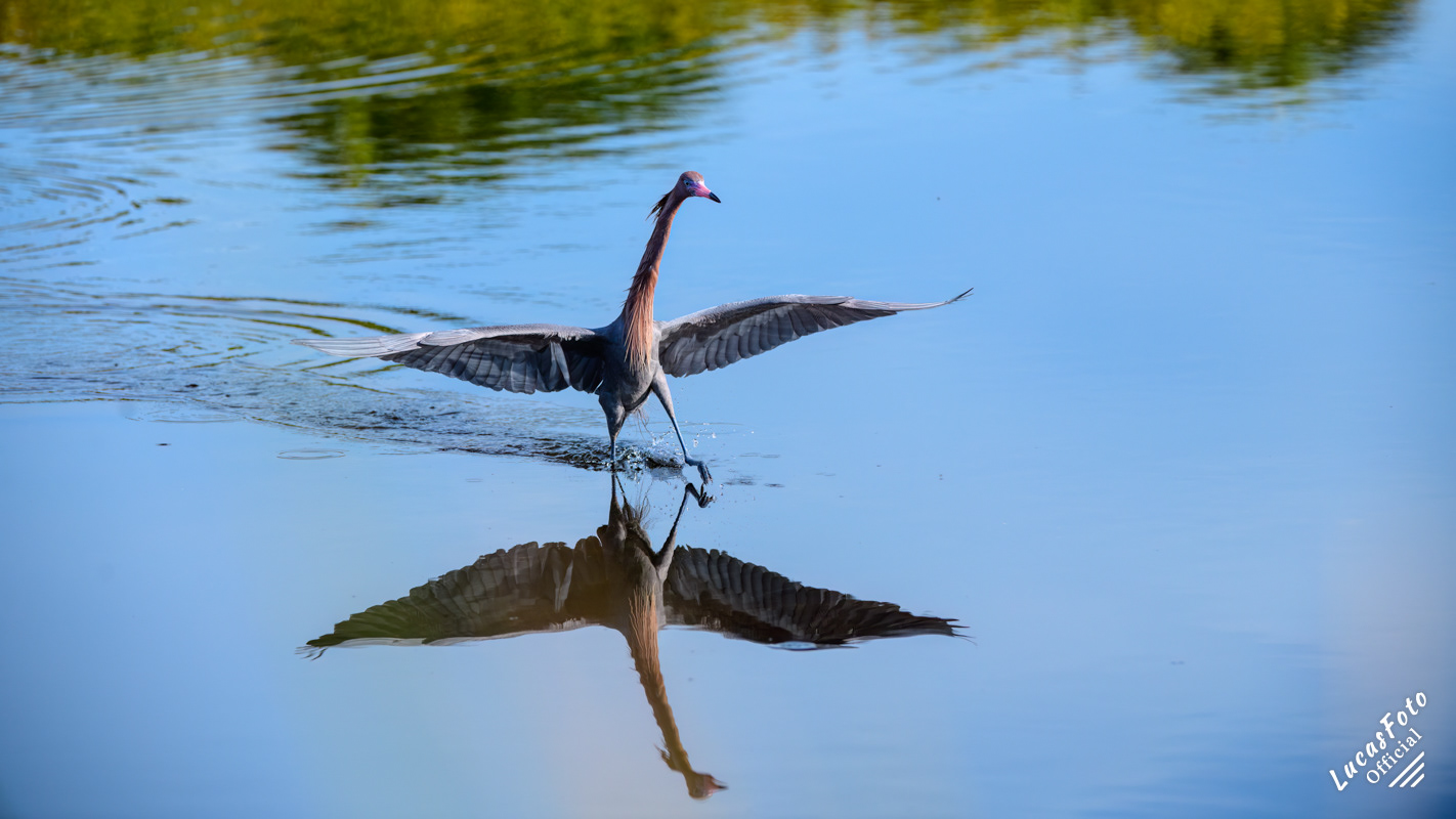 Reddish Egret