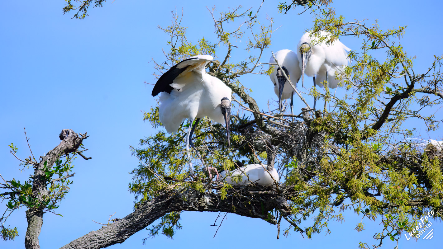 Wood Stork