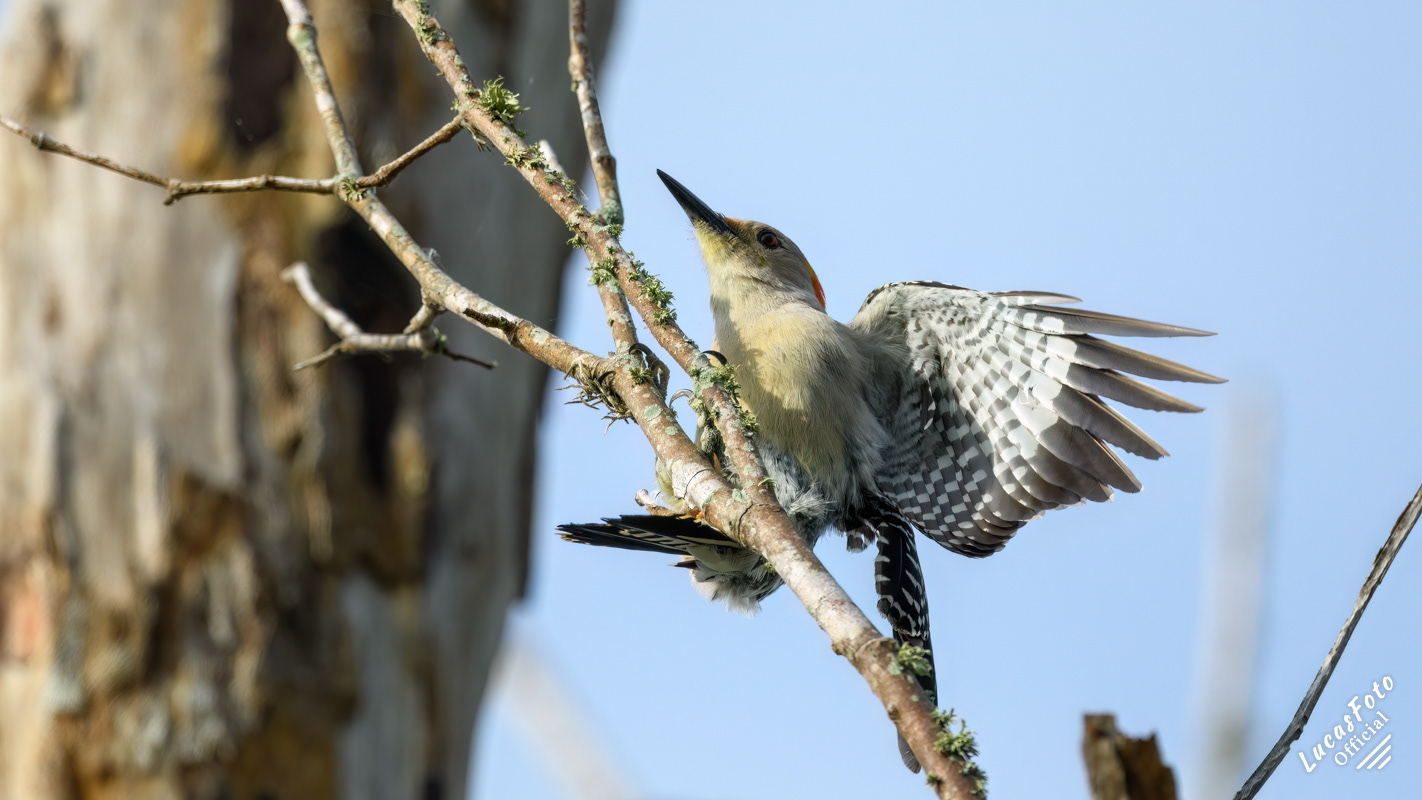 Red-bellied Woodpecker