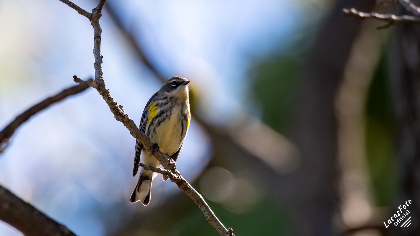 Yellow-rumped Warbler