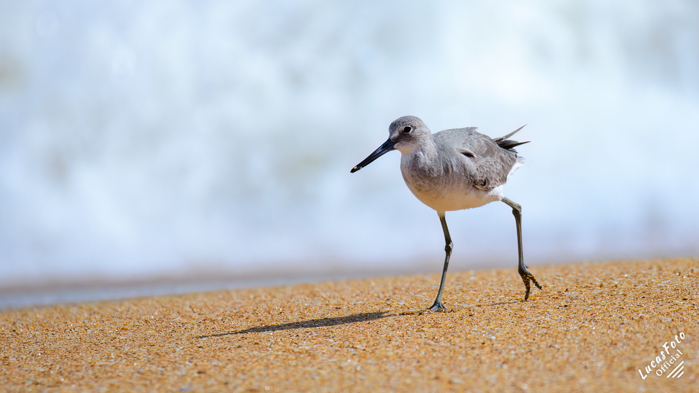 Willet