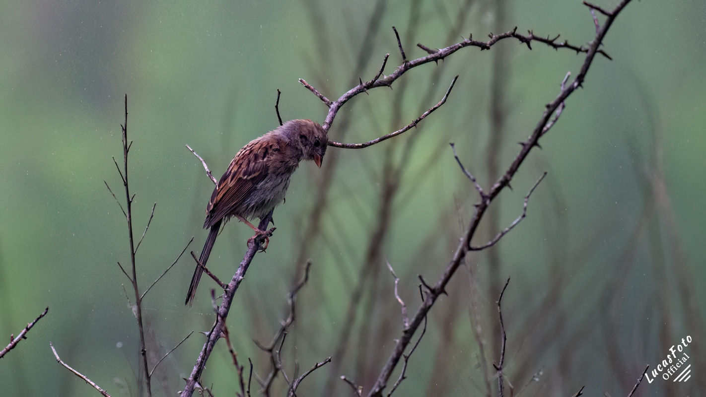 Field Sparrow
