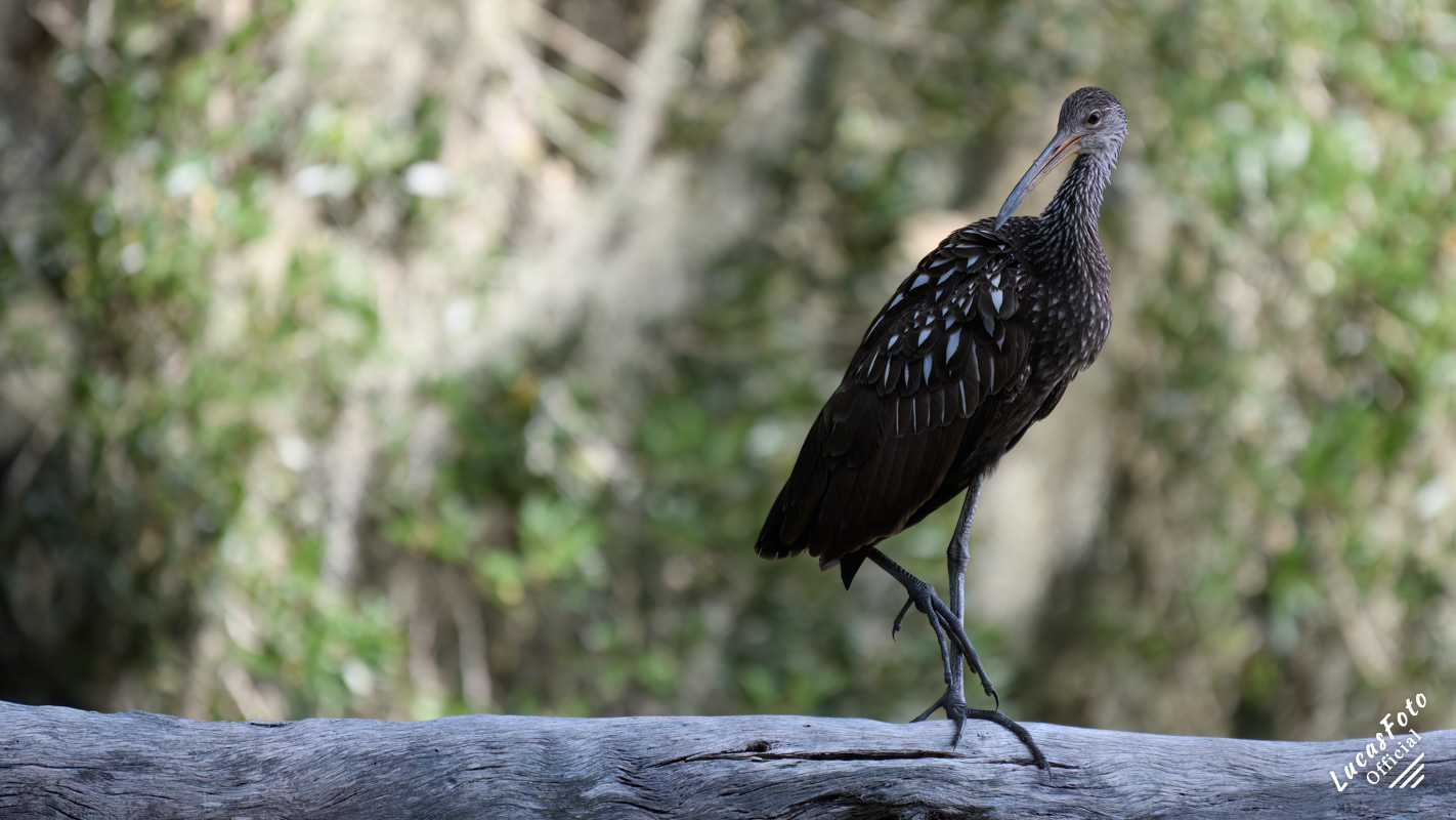 Limpkin