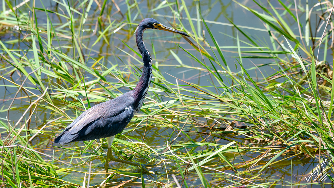 Tricolored Heron
