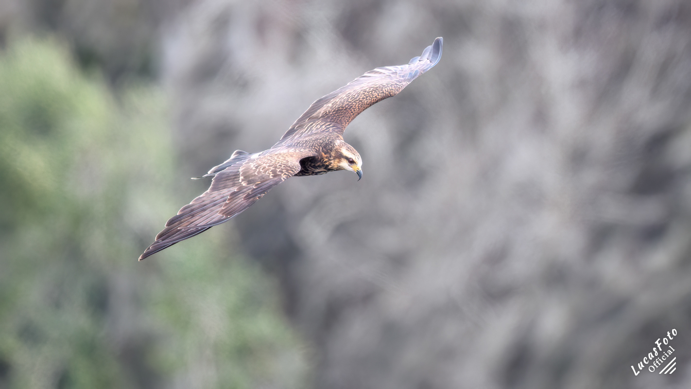 Snail Kite