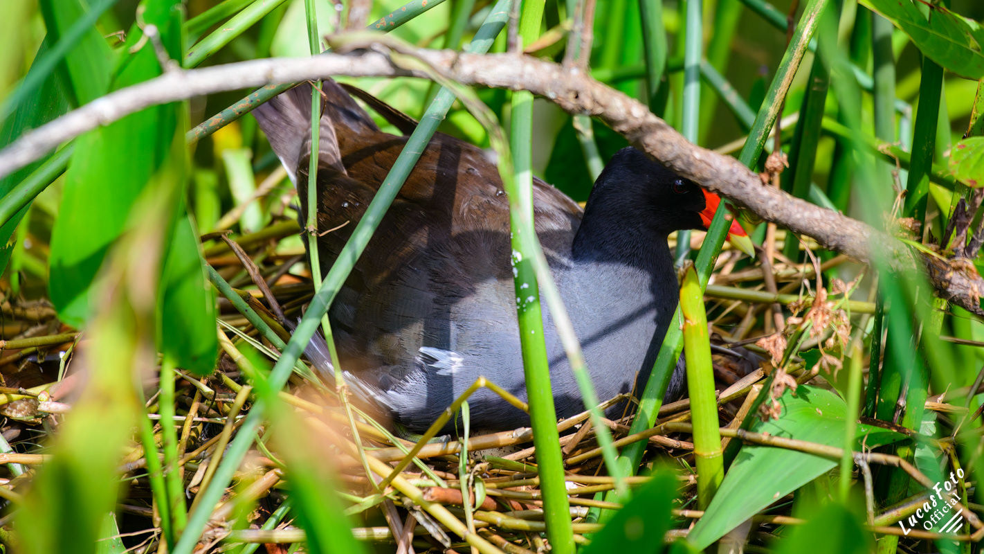 Common Gallinule