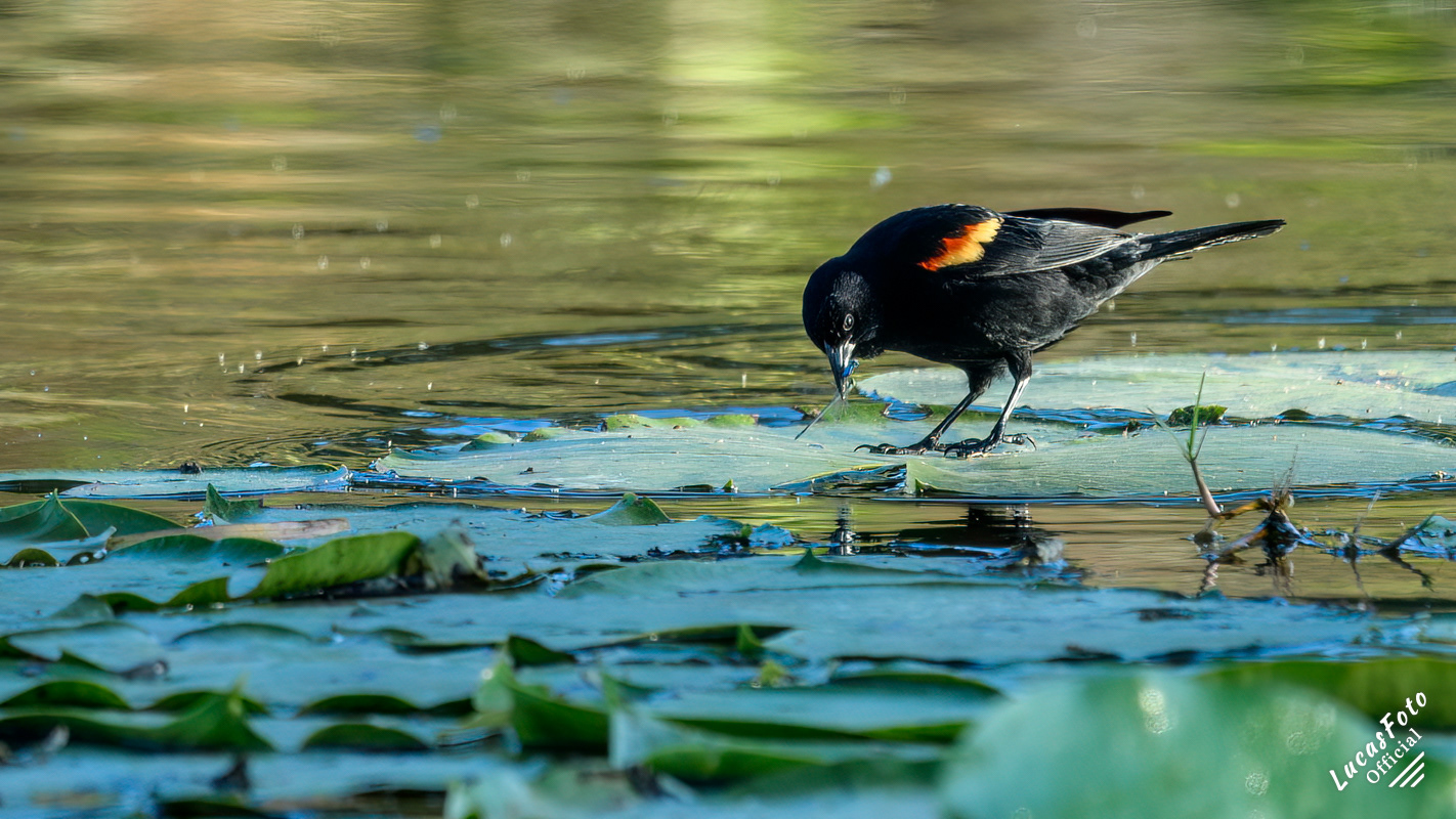 Red-winged Blackbird