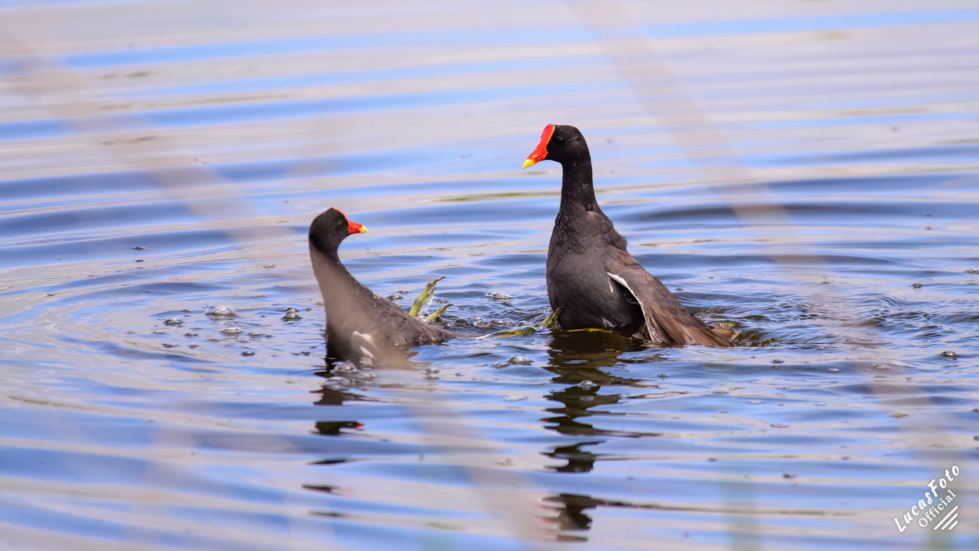 Common Gallinule