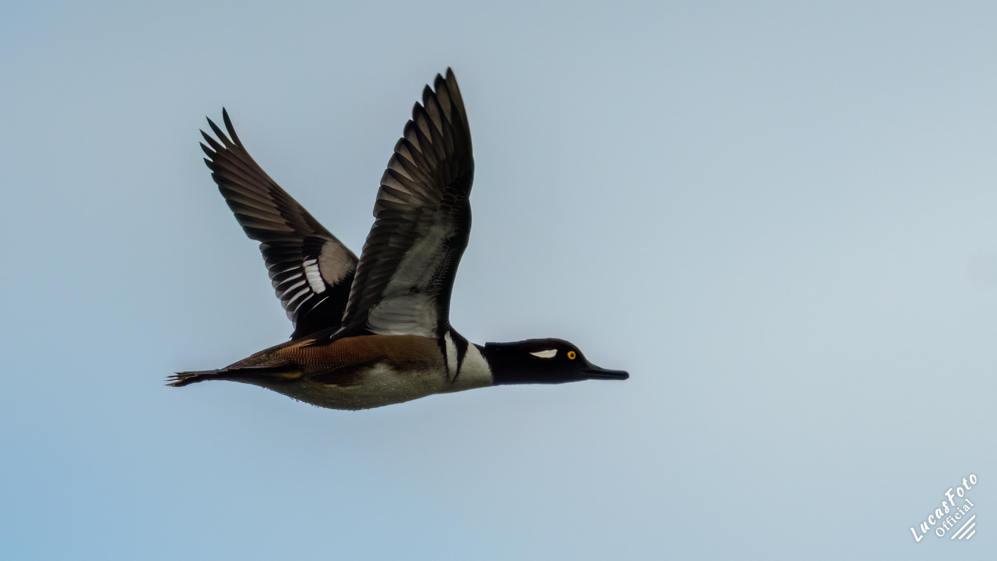 Hooded Merganser