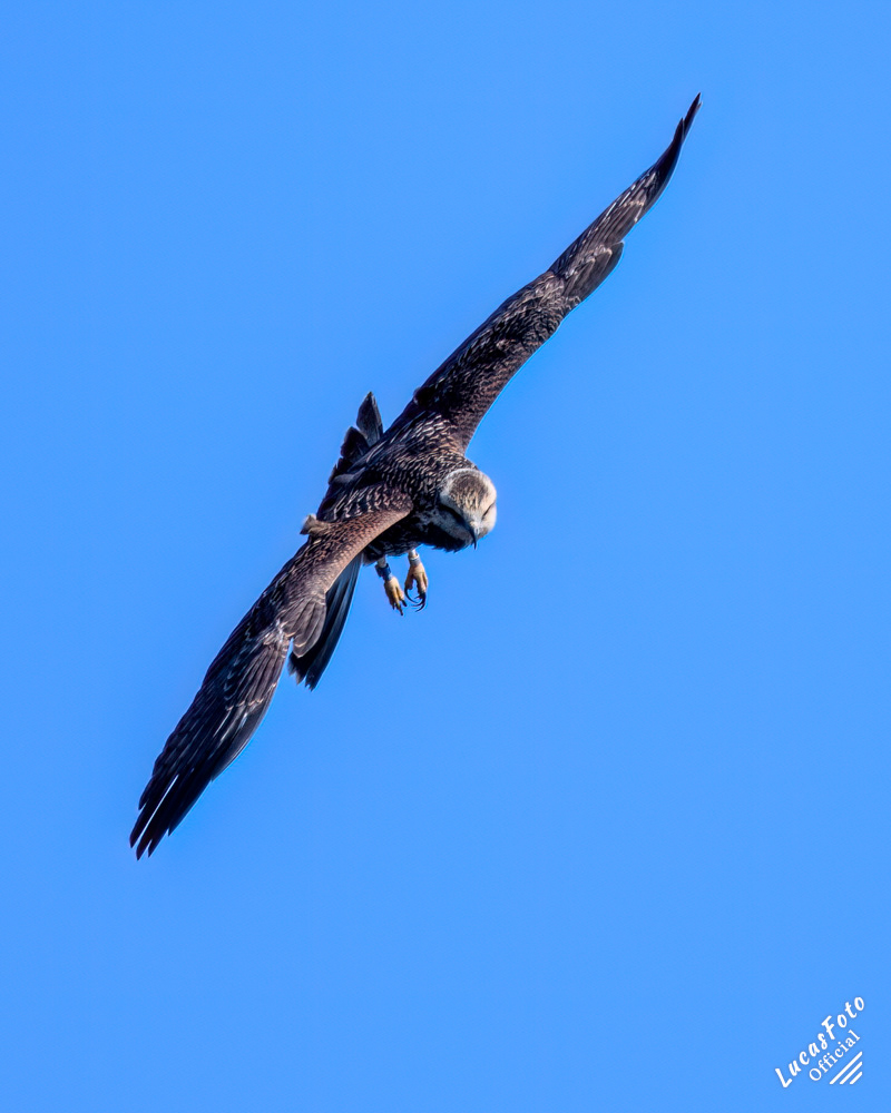 Snail Kite