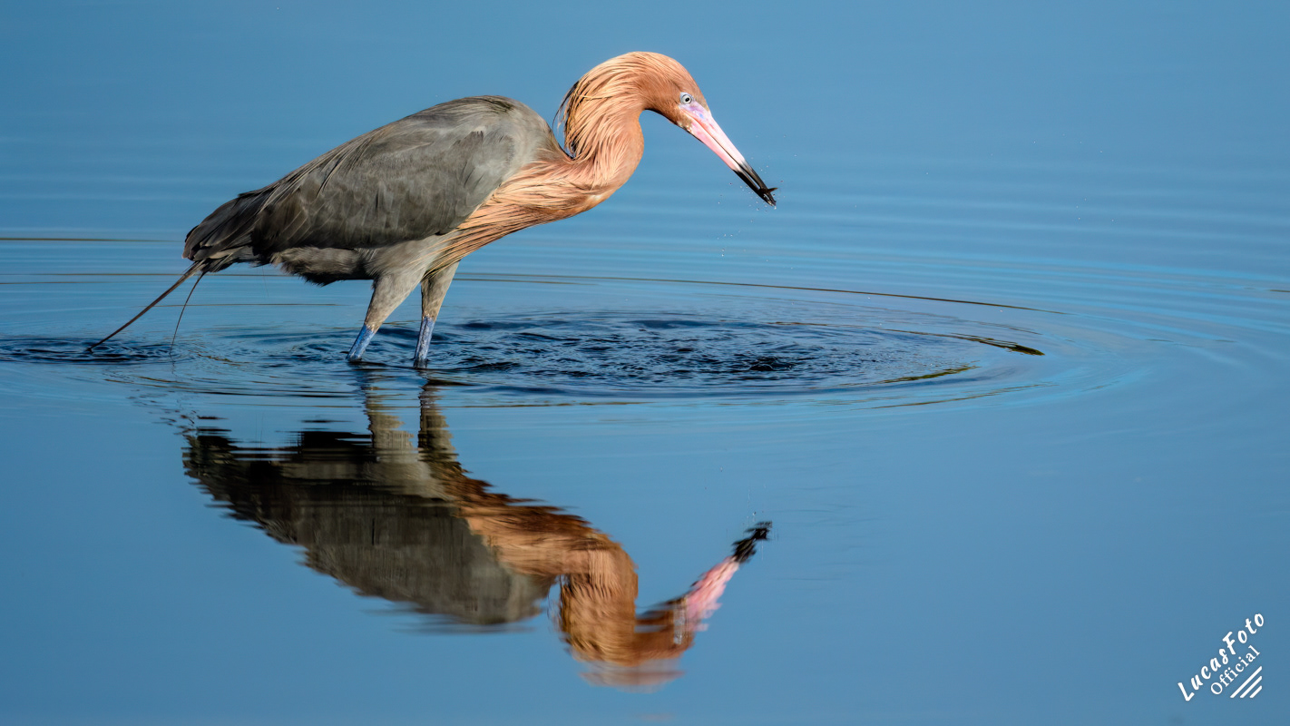 Reddish Egret