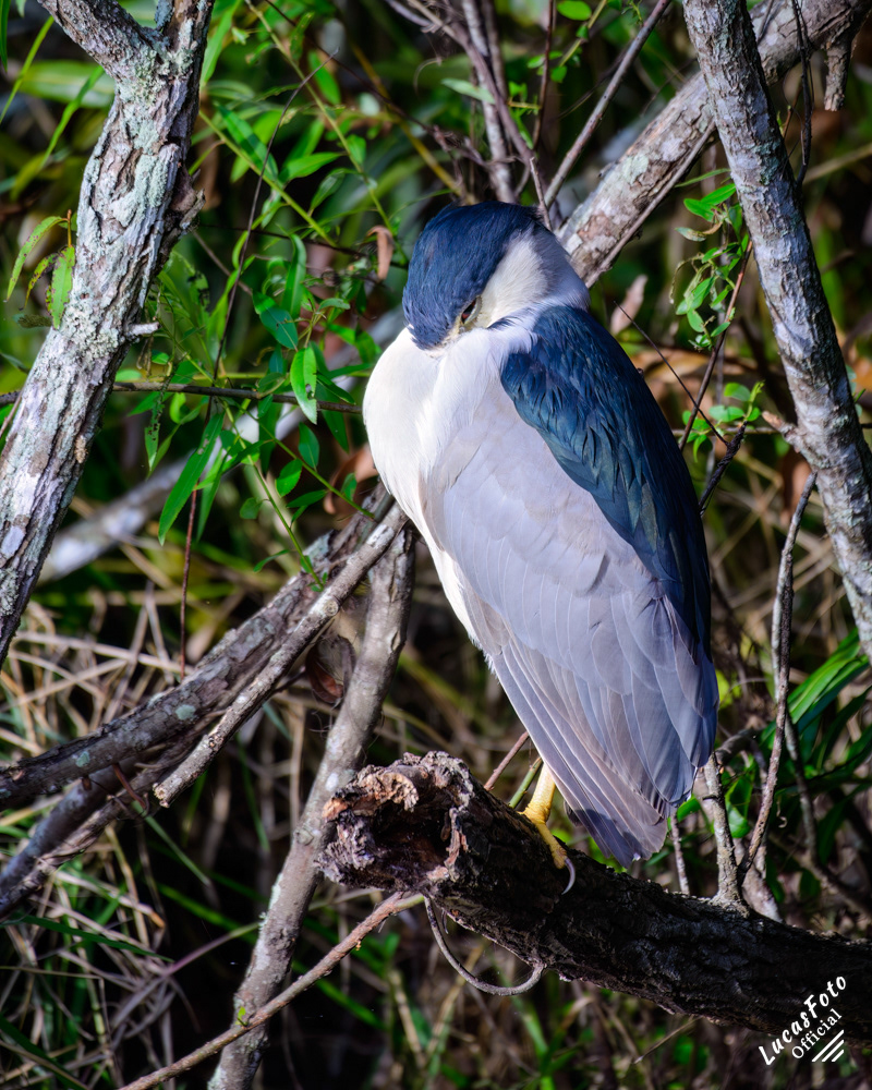 Black-crowned Night Heron